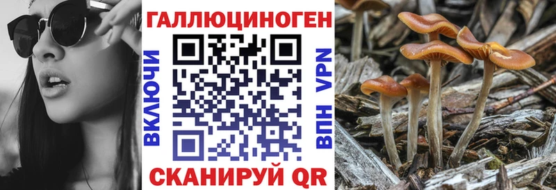 shop клад  Бодайбо  Псилоцибиновые грибы GOLDEN TEACHER 